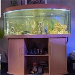 Aquarium juwel in vught, Dieren en Toebehoren, Vissen | Aquaria en Toebehoren, Ophalen of Verzenden, Gebruikt, Gevuld zoetwateraquarium