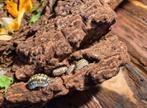 Armadillidium gestroi, Overige soorten