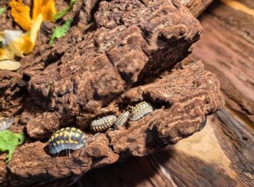Armadillidium gestroi  beschikbaar voor biedingen