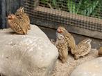 Jungle bush kwartel haantjes te koop, Dieren en Toebehoren, Mannelijk