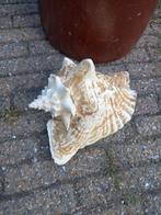 Grote schelp, Ophalen, Schelp(en)