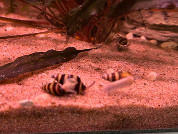 Slak etende slak anatoma helena voor in aquarium beschikbaar voor biedingen