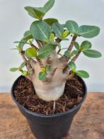 Adenium Baobab p12 (1), Huis en Inrichting, Kamerplanten, Ophalen of Verzenden, Halfschaduw, Minder dan 100 cm