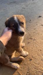 Honden oppaser / uitlater gezocht?, Dieren en Toebehoren, Ophalen of Verzenden
