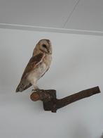 Opgezette kerkuil taxidermie taxidermy uil uilen, Verzamelen, Dierenverzamelingen, Ophalen of Verzenden, Nieuw, Vogel, Opgezet dier