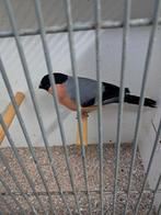 goudvinken, Dieren en Toebehoren, Mannelijk, Wildzangvogel, Geringd