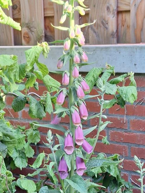 Zaden van DIGITALIS-mix 🌸🌸, Tuin en Terras, Bloembollen en Zaden, Zaad, Voorjaar, Halfschaduw, Ophalen