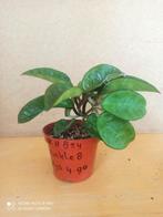 Hoya krinkle 8 nummer H854, Ophalen of Verzenden, Overige soorten, Minder dan 100 cm