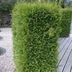 Top kwaliteit coniferen, Tuin en Terras, Planten | Struiken en Hagen, Ophalen of Verzenden, Overige soorten, 100 tot 250 cm