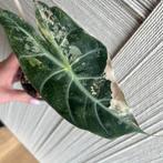 Alocasia pink dragon variegata knollen, Ophalen of Verzenden, Overige soorten, Minder dan 100 cm