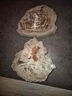 Versteend Hout - 2 Stukken - Decoratief, Ophalen of Verzenden, Fossiel