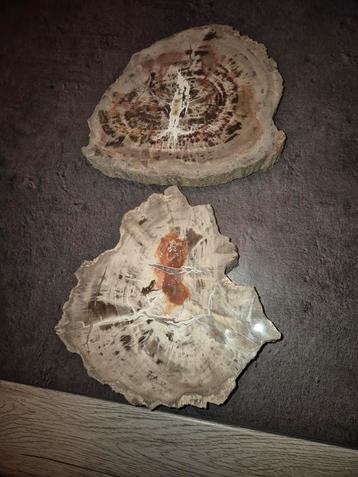 Versteend Hout - 2 Stukken - Decoratief beschikbaar voor biedingen