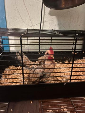 Tekoop serama ayam haantje jong  beschikbaar voor biedingen