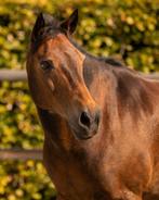 Lieve ruin voor coaching, grondwerk of als weidemaatje, Dieren en Toebehoren, Paarden, Ruin, Recreatiepaard