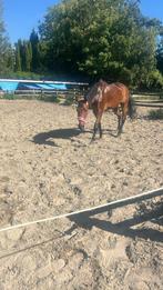gezocht een verzorg paard, Dieren en Toebehoren, Paarden en Pony's | Verzorgingsproducten, Ophalen of Verzenden