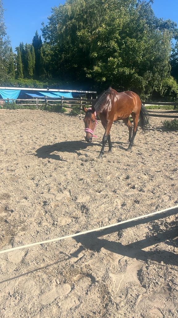 gezocht een verzorg paard, Dieren en Toebehoren, Paarden en Pony's | Verzorgingsproducten, Ophalen of Verzenden