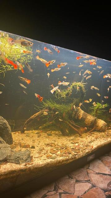 Jong volwassen en baby guppys en rode posthoorn slakken beschikbaar voor biedingen