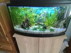 Aquarium, Dieren en Toebehoren, Vissen | Aquaria en Toebehoren, Ophalen, Gebruikt, Gevuld zoetwateraquarium