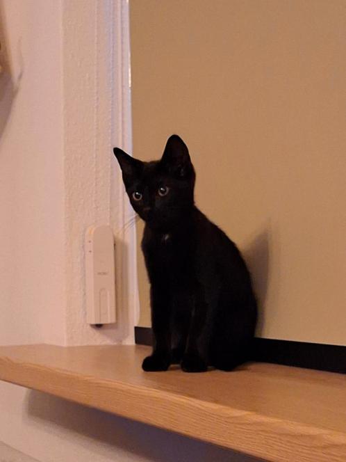 Boerderijkatje, Dieren en Toebehoren, Katten en Kittens | Overige Katten, Kater, 0 tot 2 jaar