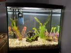 Starters Aquarium, Dieren en Toebehoren, Vissen | Aquaria en Toebehoren, Ophalen, Zo goed als nieuw, Leeg aquarium