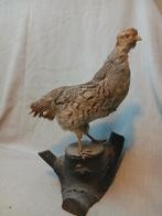 Opgezette patrijs (vrouwtje) op boomstronk, Ophalen of Verzenden, Gebruikt, Opgezet dier