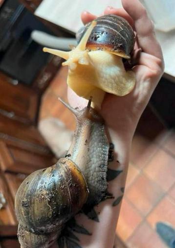 Afrikaanse Agaatslakken beschikbaar voor biedingen