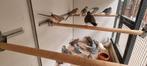 Diamant duiven, Meerdere dieren, Tropenvogel