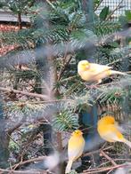 waterslagers, Dieren en Toebehoren, Vogels | Kanaries, Meerdere dieren, Kleurkanarie