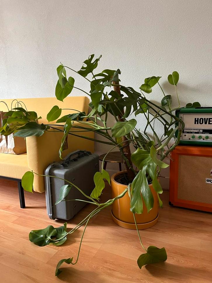 Grote montsera gatenplant in warm gele keramische pot, Huis en Inrichting, Kamerplanten, Overige soorten, 100 tot 150 cm, Groene kamerplant