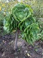 Bijzondere vormen van de vetplant Aeonium arboreum, Huis en Inrichting, Verzenden, Vetplant, Minder dan 100 cm