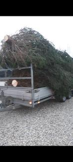 KERSTBOMEN alle maten tot 8 mtr. in Ewijk   06 23623076, Ophalen of Verzenden