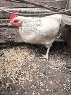 Drie legkippen Harry Susie Isa bent op zoek van nieuwe huis, Dieren en Toebehoren, Vrouwelijk, Kip