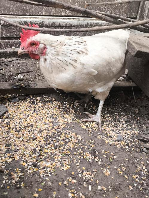 Drie legkippen Harry Susie Isa bent op zoek van nieuwe huis, Dieren en Toebehoren, Pluimvee, Kip, Vrouwelijk