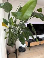 Strelitzia nicolai - Witte Paradijsvogelplant, Huis en Inrichting, Kamerplanten, Ophalen, 200 cm of meer, Overige soorten, Halfschaduw