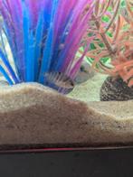 Zebra Cichlide jonkies vis, Vis