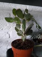 Cactus kamerplant, Huis en Inrichting, Kamerplanten, Ophalen, Cactus, Volle zon, Minder dan 100 cm