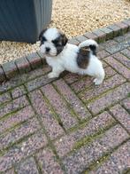 lieve ,leuke raszuivere shih tzu pups, Dieren en Toebehoren, Overige rassen, Meerdere, Meerdere dieren, Nederland