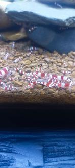 Red crystal garnalen, Dieren en Toebehoren, Vissen | Aquariumvissen, Kreeft, Krab of Garnaal