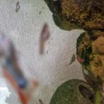 Baby guppies t.e.a.b, Dieren en Toebehoren, Vissen | Aquariumvissen, Vis