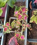 Coleus Inky Fingers (Duck Foot) - plantje, Eenjarig, Halfschaduw, Zomer, Ophalen