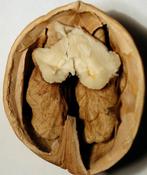 Walnoten, Diversen, Levensmiddelen, Ophalen of Verzenden