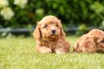 * Minidoodle pups , Labradoodle pups!*, Dieren en Toebehoren, Nederland, Overige rassen, 8 tot 15 weken, CDV (hondenziekte)