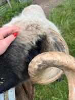Lieve Walliser Schwarznase, Dieren en Toebehoren, Schapen, Geiten en Varkens