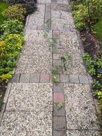 Passiebloem - Klimplant met Exotische Bloemen, Tuin en Terras, Ophalen, Volle zon, Vaste plant, Klimplanten