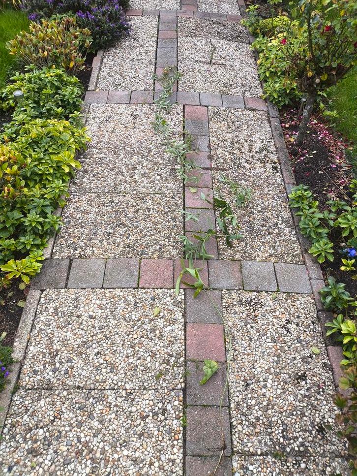 Passiebloem - Klimplant met Exotische Bloemen, Tuin en Terras, Planten | Tuinplanten, Vaste plant, Klimplanten, Volle zon, Zomer