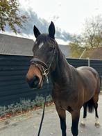 Lieve, sociale 3-jarige recreatie ruin zadelmak, Dieren en Toebehoren, Paarden, Gechipt, Ruin, Zadelmak, 3 tot 6 jaar