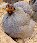 Broedeieren cochin kippen, Dieren en Toebehoren, Pluimvee, Geslacht onbekend, Kip