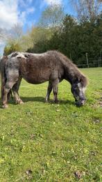 Appaloosa Shetlander merrie met stamboom., Dieren en Toebehoren, Pony's, Merrie, A pony (tot 1.17m), Recreatiepony, Met stamboom