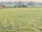Paddock Paradise, 24x7 buiten, schuilstal, kleinschalig, Dieren en Toebehoren, Stalling en Weidegang, Weidegang, 4 paarden of pony's of meer