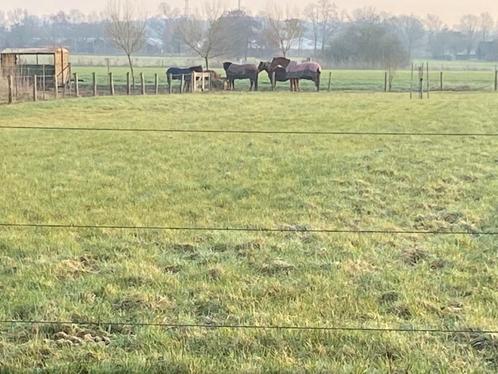 Paddock Paradise, 24x7 buiten, schuilstal, kleinschalig, Dieren en Toebehoren, Stalling en Weidegang, Stalling, Weidegang, Toebehoren